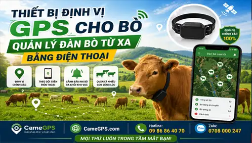 Thiết Bị Định Vị GPS Cho Bò – Quản Lý Đàn Bò Từ Xa Bằng Điện Thoại